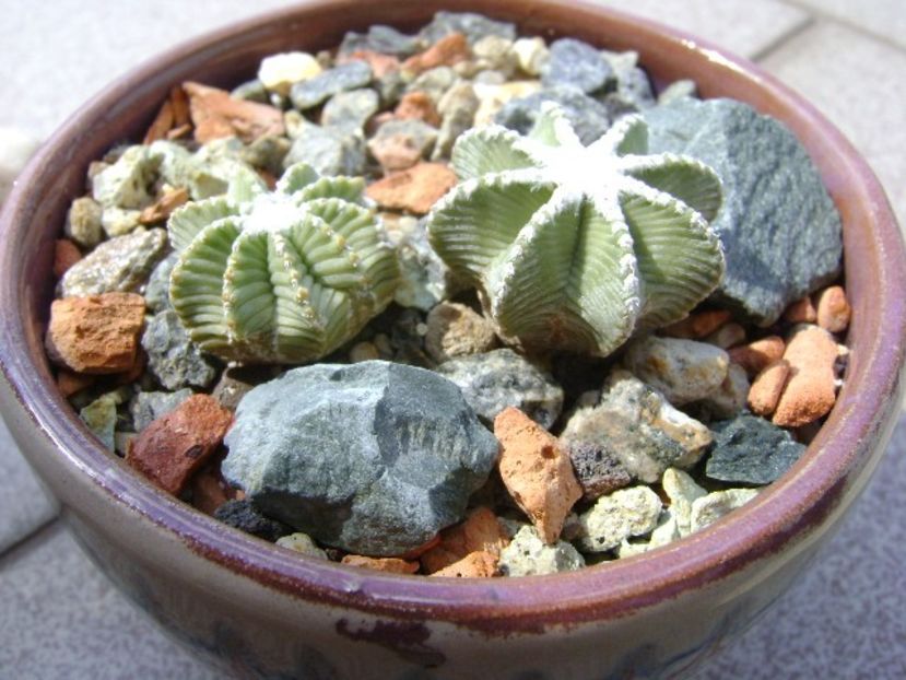 Aztekium hintonii, San Jose del Rio Galeana, Mx (2 ex.) - Cactusi 2018 continuare