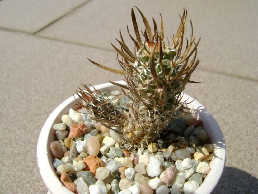 Toumeya papyracantha (Sclerocactus papyracanthus) - Cactusi 2018 continuare
