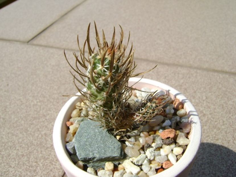 Toumeya papyracantha (Sclerocactus papyracanthus) - Cactusi 2018 continuare