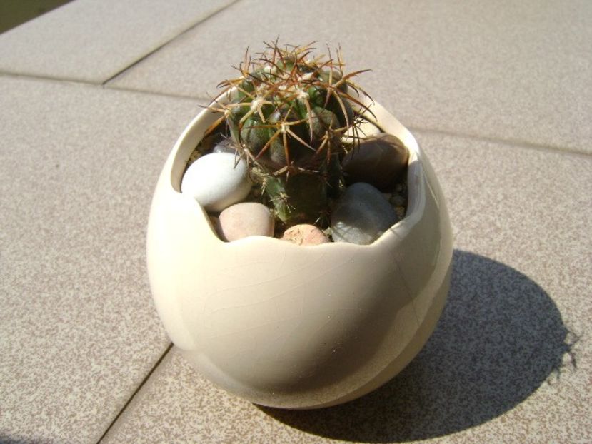 Discocactus pugionacanthus - Cactusi 2018 continuare