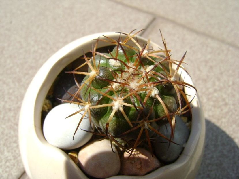 Discocactus pugionacanthus - Cactusi 2018 continuare