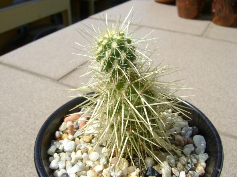 Cylindropuntia bigelovii (Teddybear Cholla) - Cactusi 2018 continuare