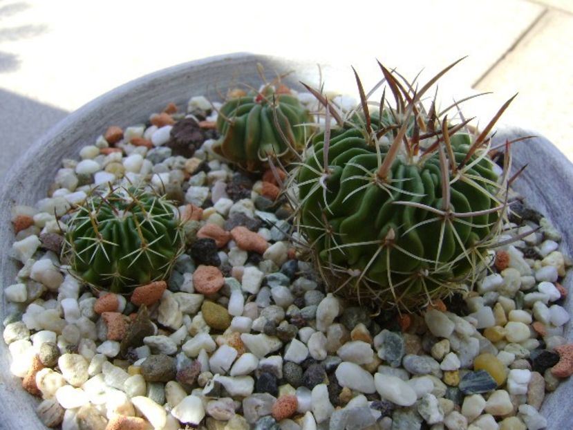 Grup de 3 Echinofossulocactus (Stenocactus) - Cactusi 2018 continuare