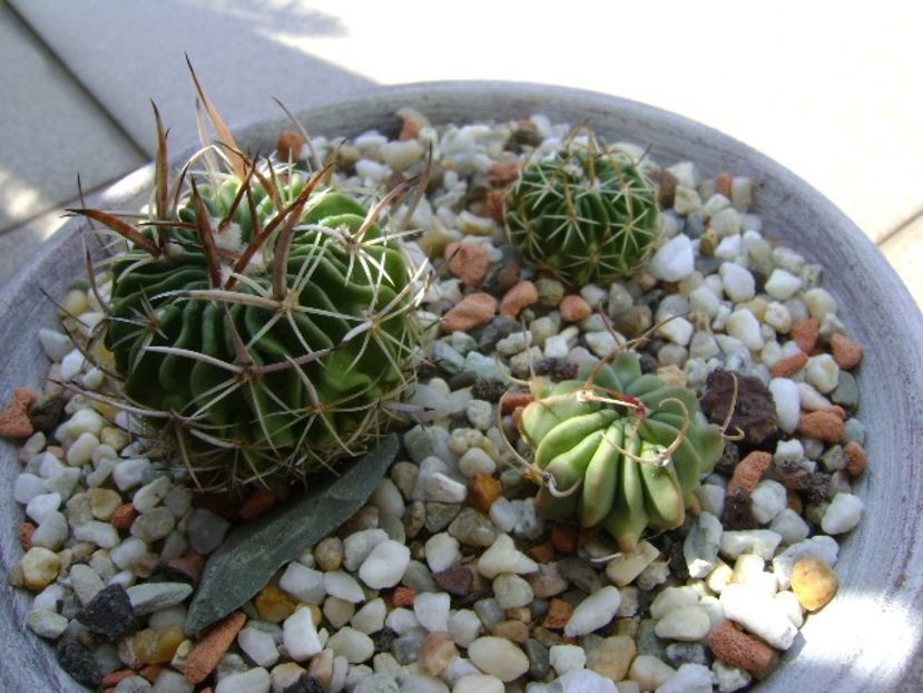 Grup de 3 Echinofossulocactus (Stenocactus) - Cactusi 2018 continuare