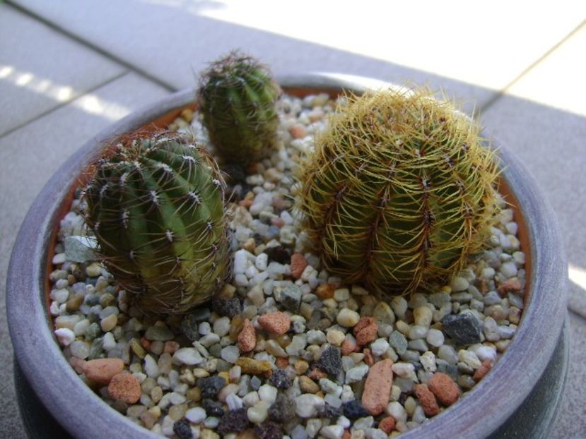 Grup de 3 Oroya - Cactusi 2018 continuare