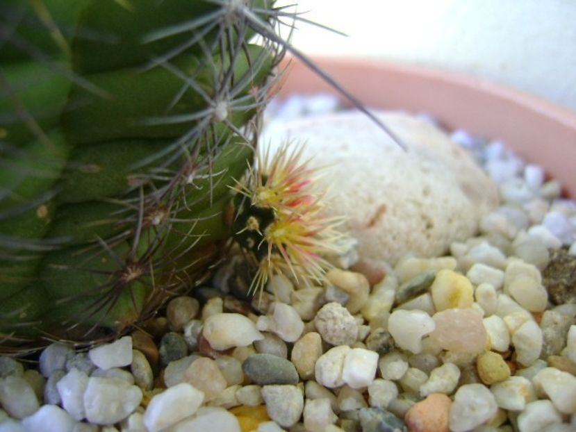 Thelocactus bicolor ssp. pottsii - Cactusi 2018 continuare
