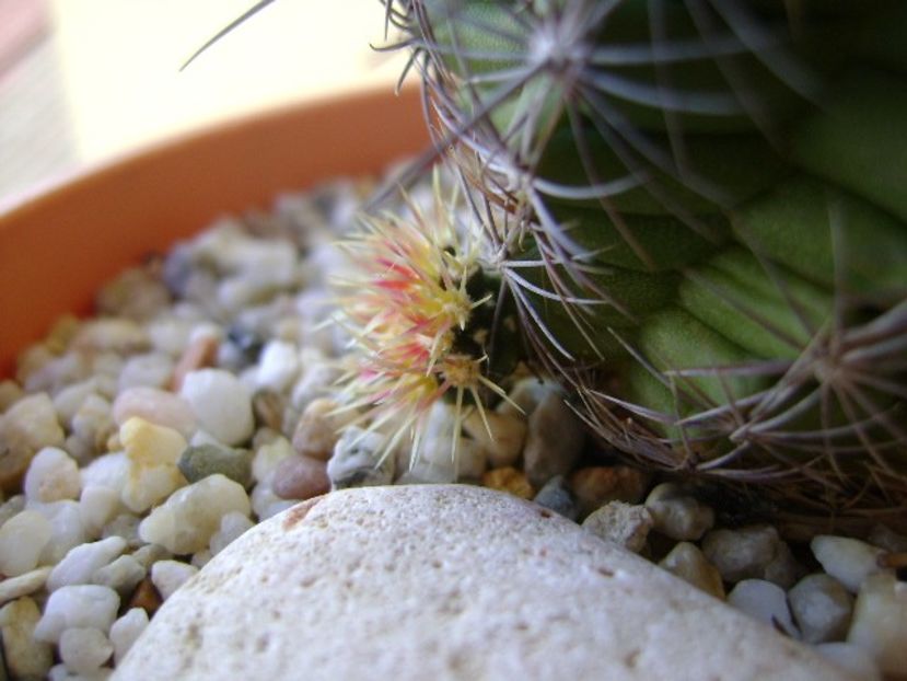 Thelocactus bicolor ssp. pottsii - Cactusi 2018 continuare