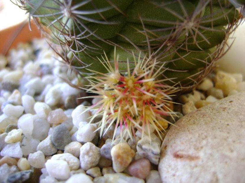 Thelocactus bicolor ssp. pottsii - Cactusi 2018 continuare