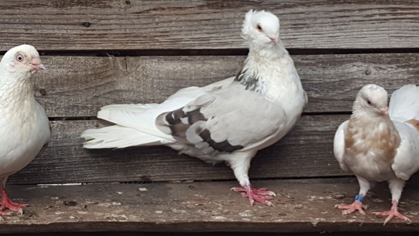  - 5-Jucatori de Amara