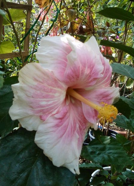  - Hibiscus Goin Steady