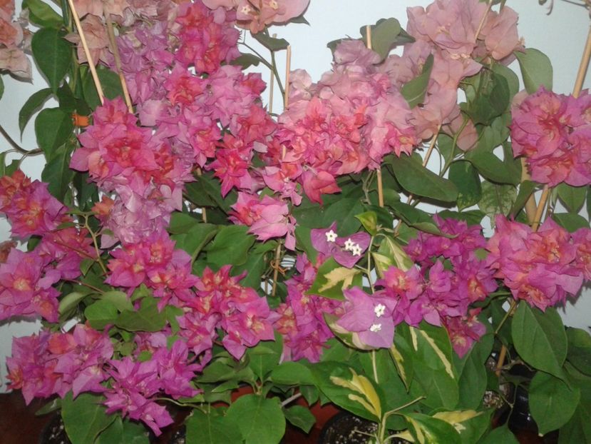  - BOUGAINVILLEA