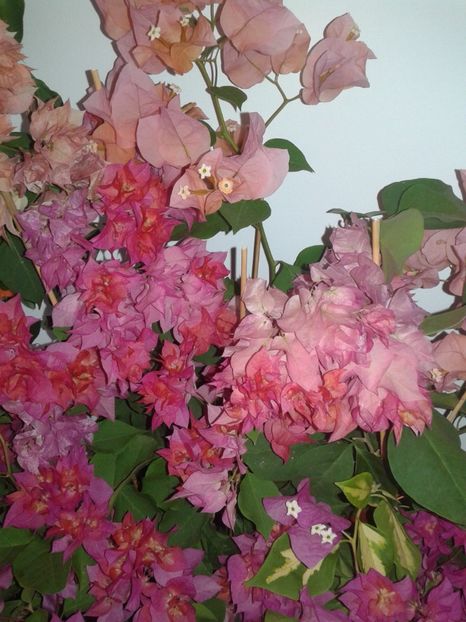  - BOUGAINVILLEA