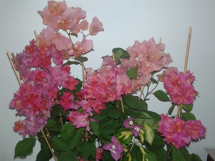  - BOUGAINVILLEA
