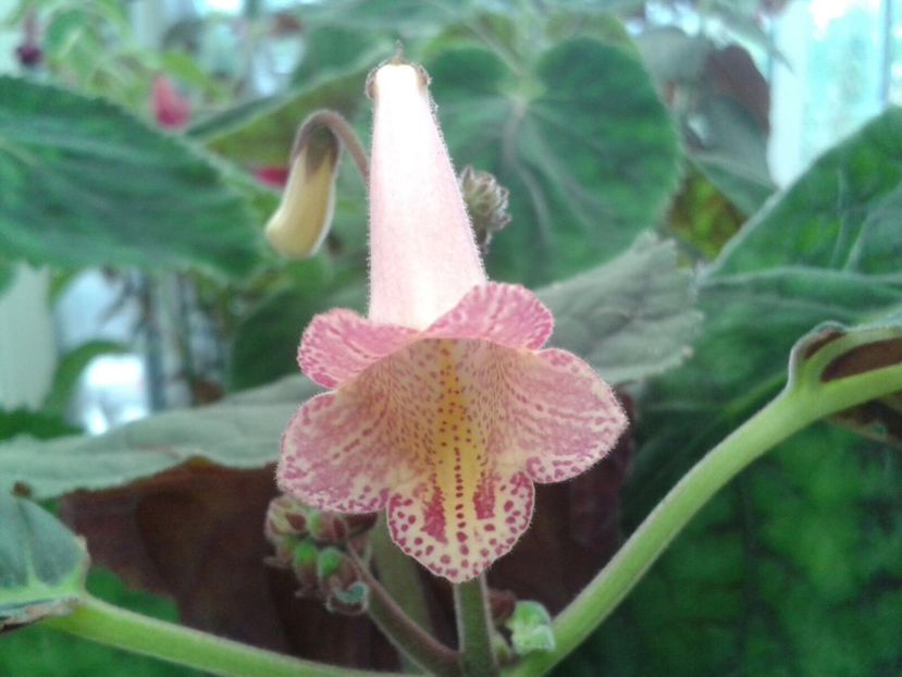 Sm.MM’s Nostalgie - Achimenes și Kohleria 2018