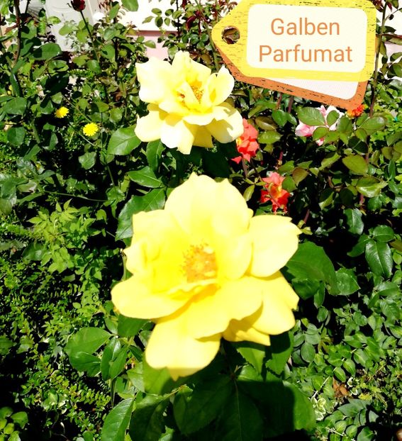 Galben parfumat - 1 Nou Trandafiri 2024