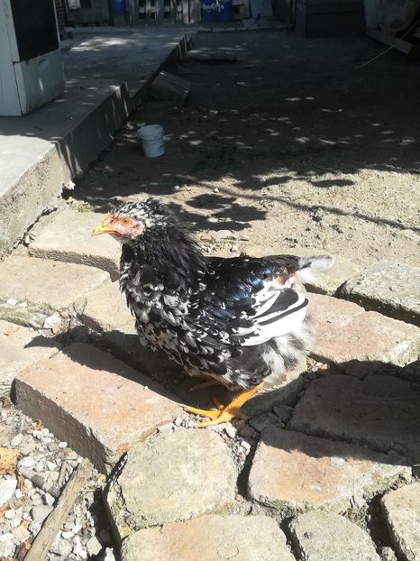  - Wyandotte negru bobat