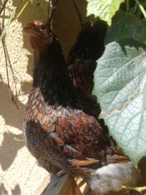  - Wyandotte rosu-albastru talie mare