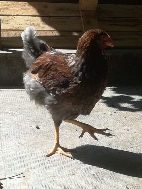  - Wyandotte rosu-albastru talie mare