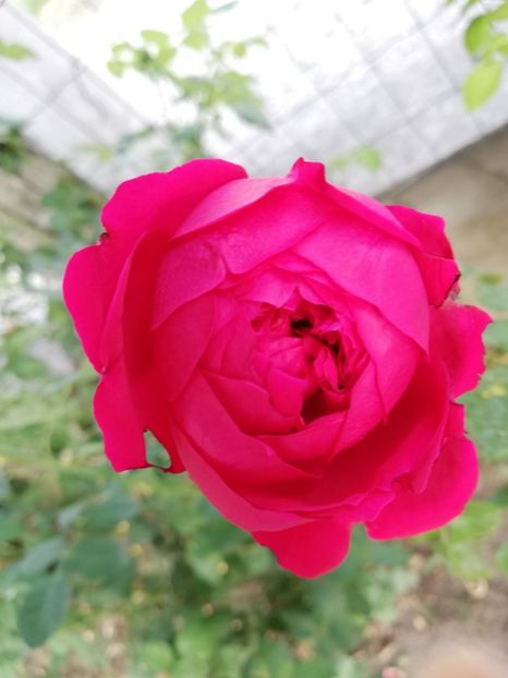  - Red Eden Erik Tabarly