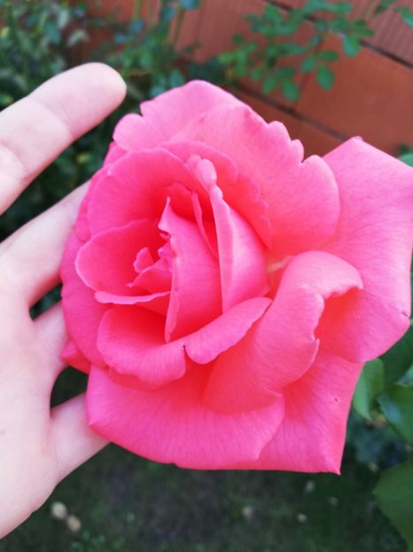  - Dee dee Bridgewater