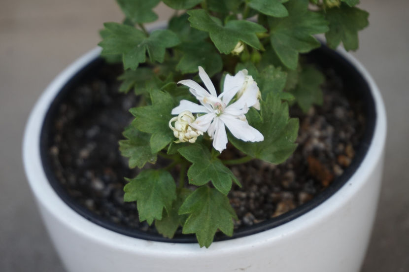 Little Spikey - Mușcate