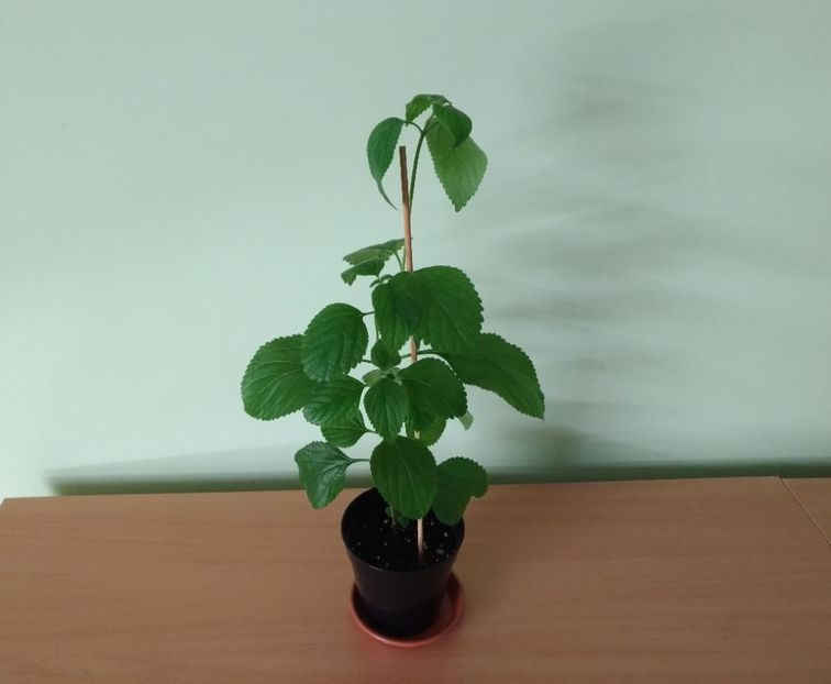 Lantana rosie cu ochi galben (12) - 1- 1-DISPONIBILE - plante de vanzare 2018