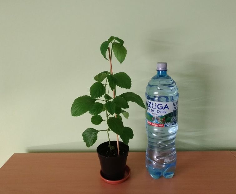 Doza de bere este pentru comparatie ca dimensiune. - 1- 1-DISPONIBILE - plante de vanzare 2018