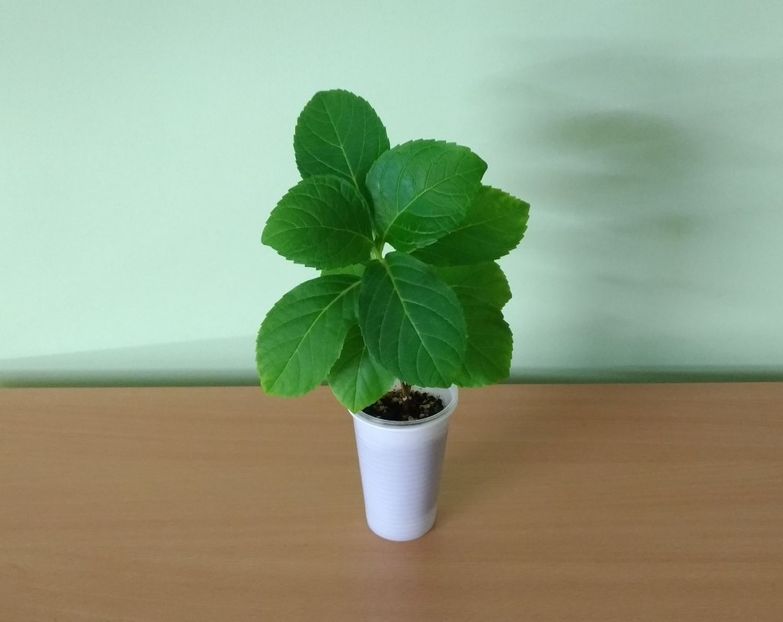 Hortensia roz (12) - 1- 1-DISPONIBILE - plante de vanzare 2018