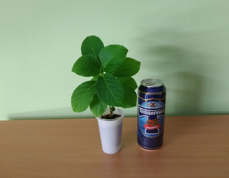 Doza de bere este pentru comparatie ca dimensiune. - 1- 1-DISPONIBILE - plante de vanzare 2018