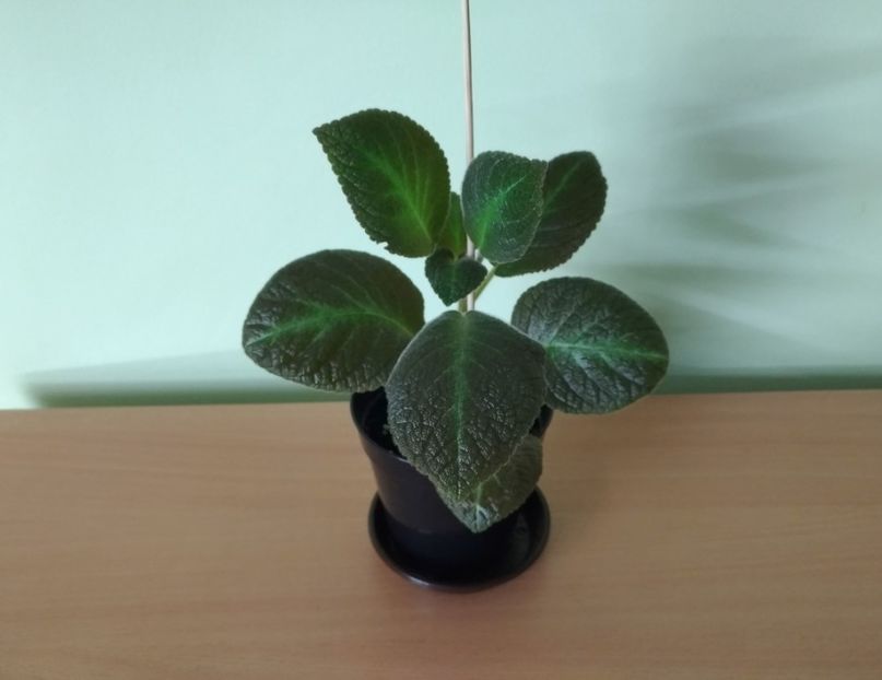 Episcia Jim's Canadian Sunset (15) - 1- 1-DISPONIBILE - plante de vanzare 2018