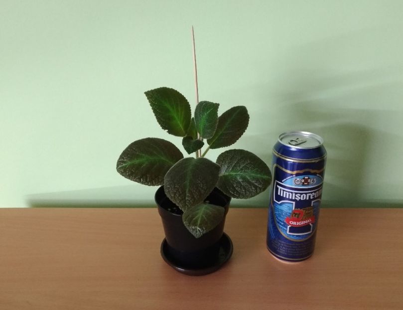 Doza de bere este pentru comparatie a dimensiune. - 1- 1-DISPONIBILE - plante de vanzare 2018
