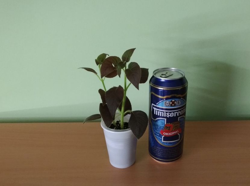 Doza de bere este pentru comparatie ca dimensiune. - 1- 1-DISPONIBILE - plante de vanzare 2018