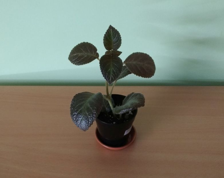 Episcia Pinkiscia (15) - 1- 1-DISPONIBILE - plante de vanzare 2018