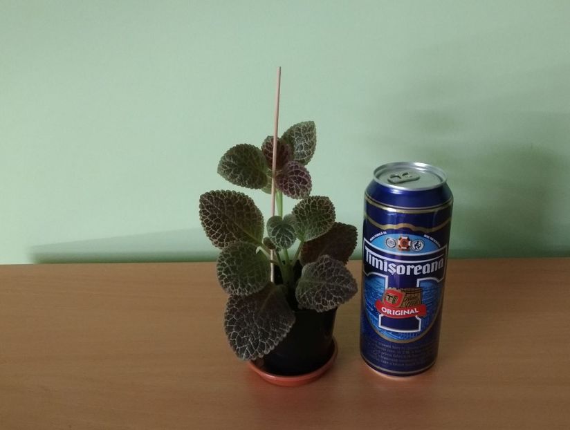 Doza de bere este pentru comparatie a dimensiune. - 1- 1-DISPONIBILE - plante de vanzare 2018