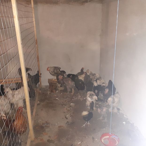  - Pui si tineret 2018
