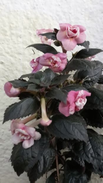  - R21 - Star Tracker xA