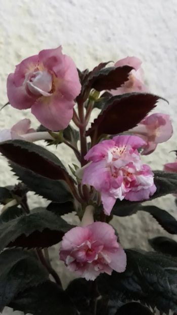  - R21 - Star Tracker xA