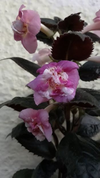  - R21 - Star Tracker xA