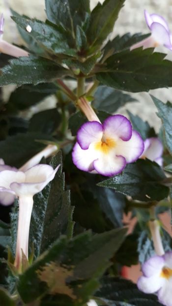 2018 - R20 - Daisy Boo