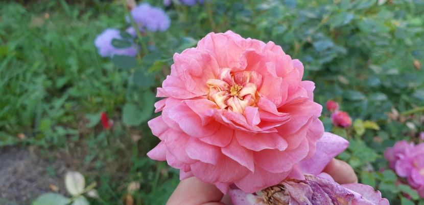  - Christopher Marlowe