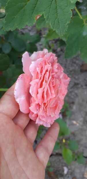  - Necunoscut posibil Albrecht Durer