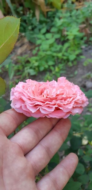  - Necunoscut posibil Albrecht Durer