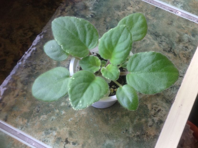  - Mac s O Scarlet OHara