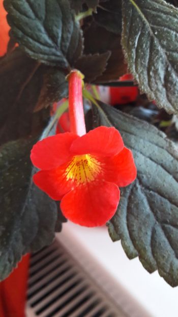 Inferno - 09 Achimenes 2018