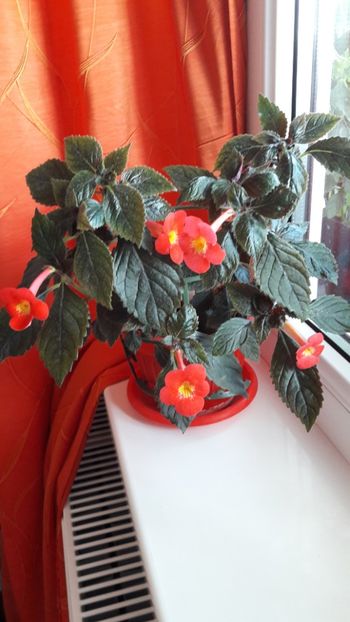  - 09 Achimenes 2018