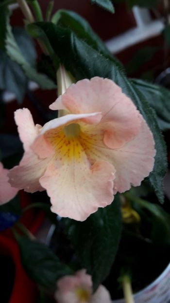  - 09 Achimenes 2018