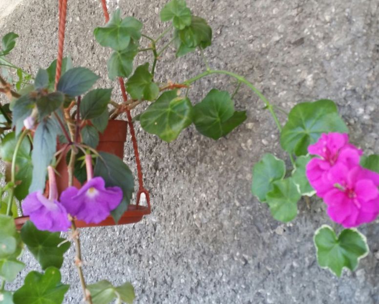 20180825_111257-1 - Alte flori 2018