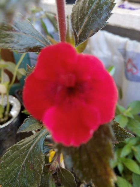  - Indian summer-pierdut