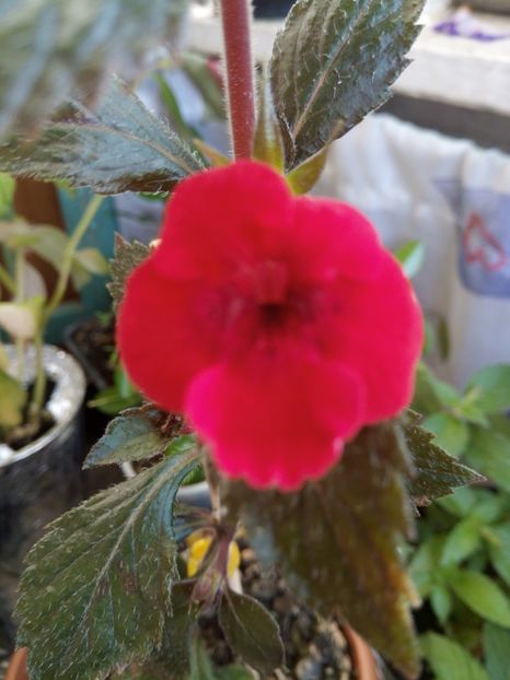  - Indian summer-pierdut