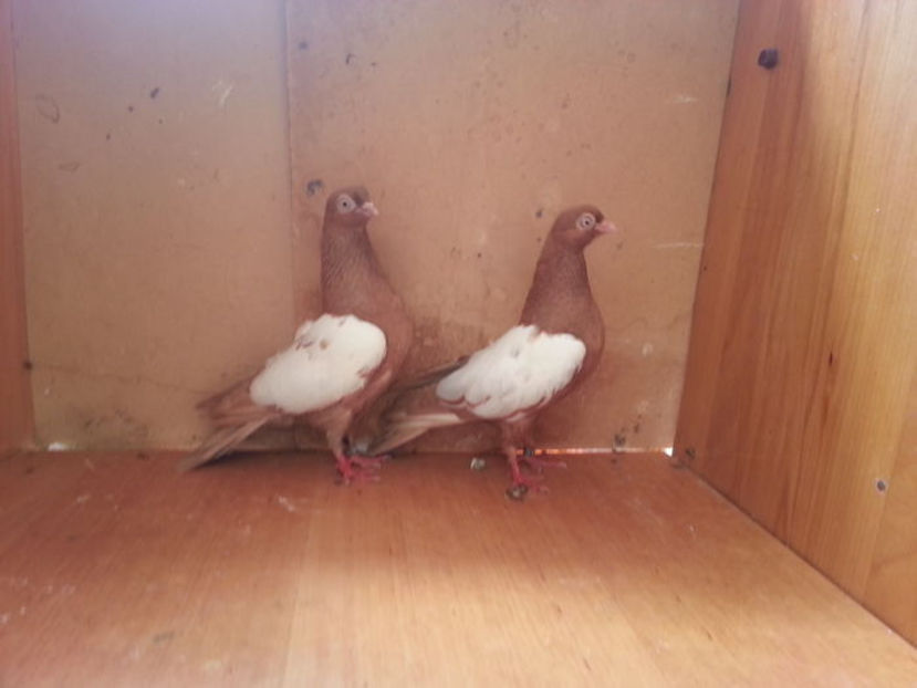 103605859_XWTXTXB3 - Porumbei  vinduti